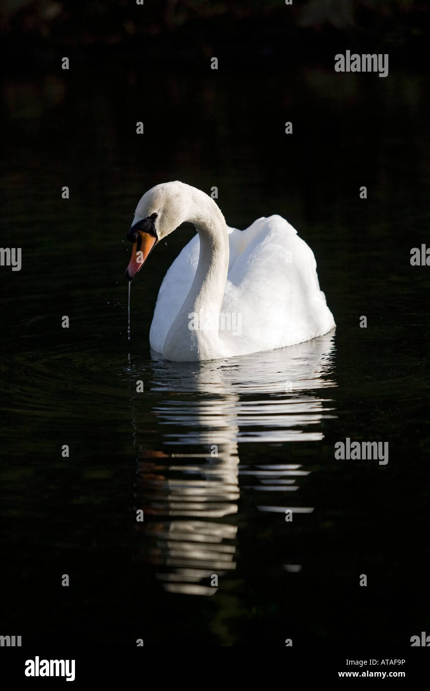 Mute swan Stock Photo