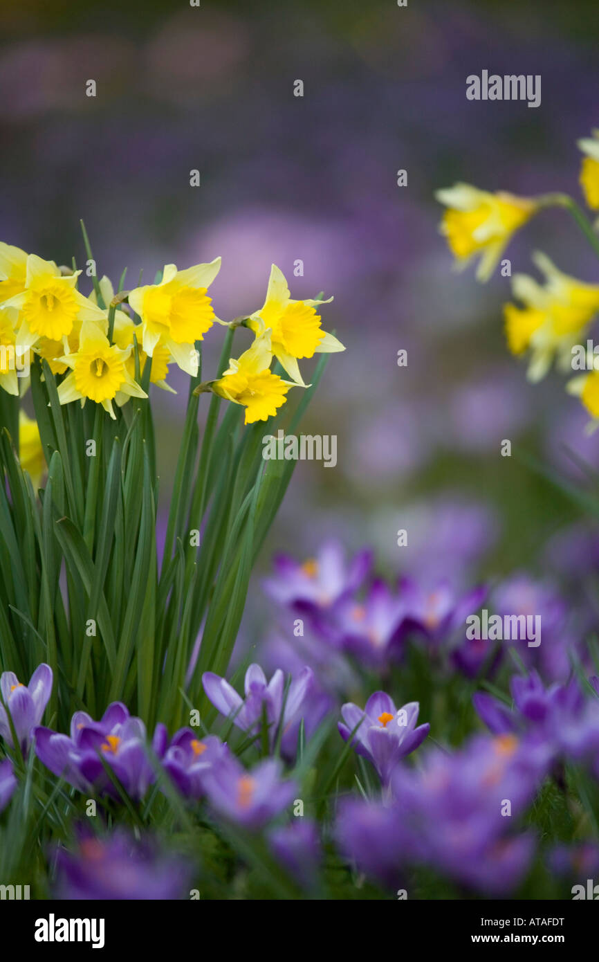 crocuses and daffodils in the churchyard at st teath cornwall Stock
