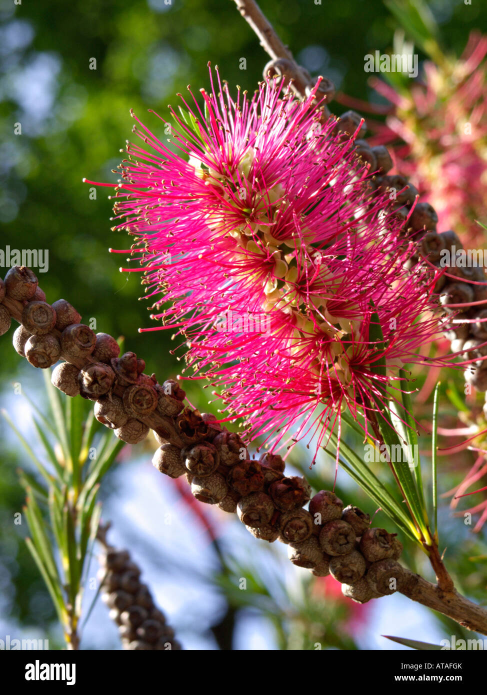 Stiff bottlebrush (Callistemon rigidus) Stock Photo