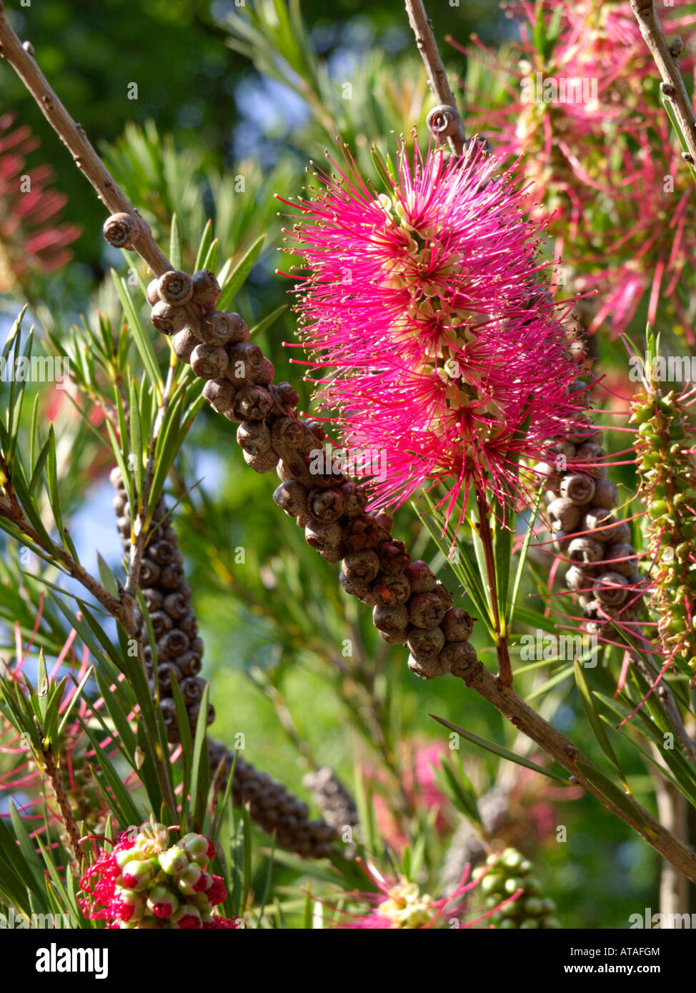 Stiff bottlebrush (Callistemon rigidus) Stock Photo