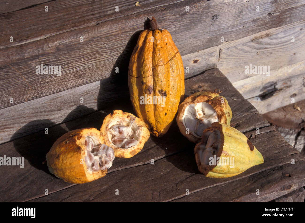 Organically grown cacao pods and beans at a Cacao plantation in Bocas del Toro, province Panama Stock Photo