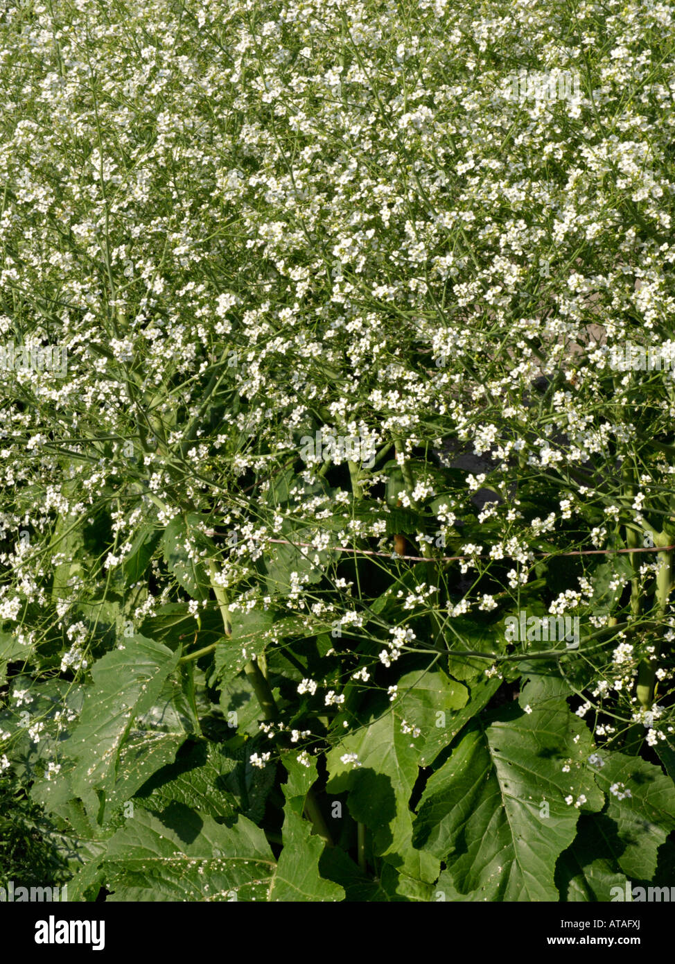 Sea kale (Crambe maritima) Stock Photo