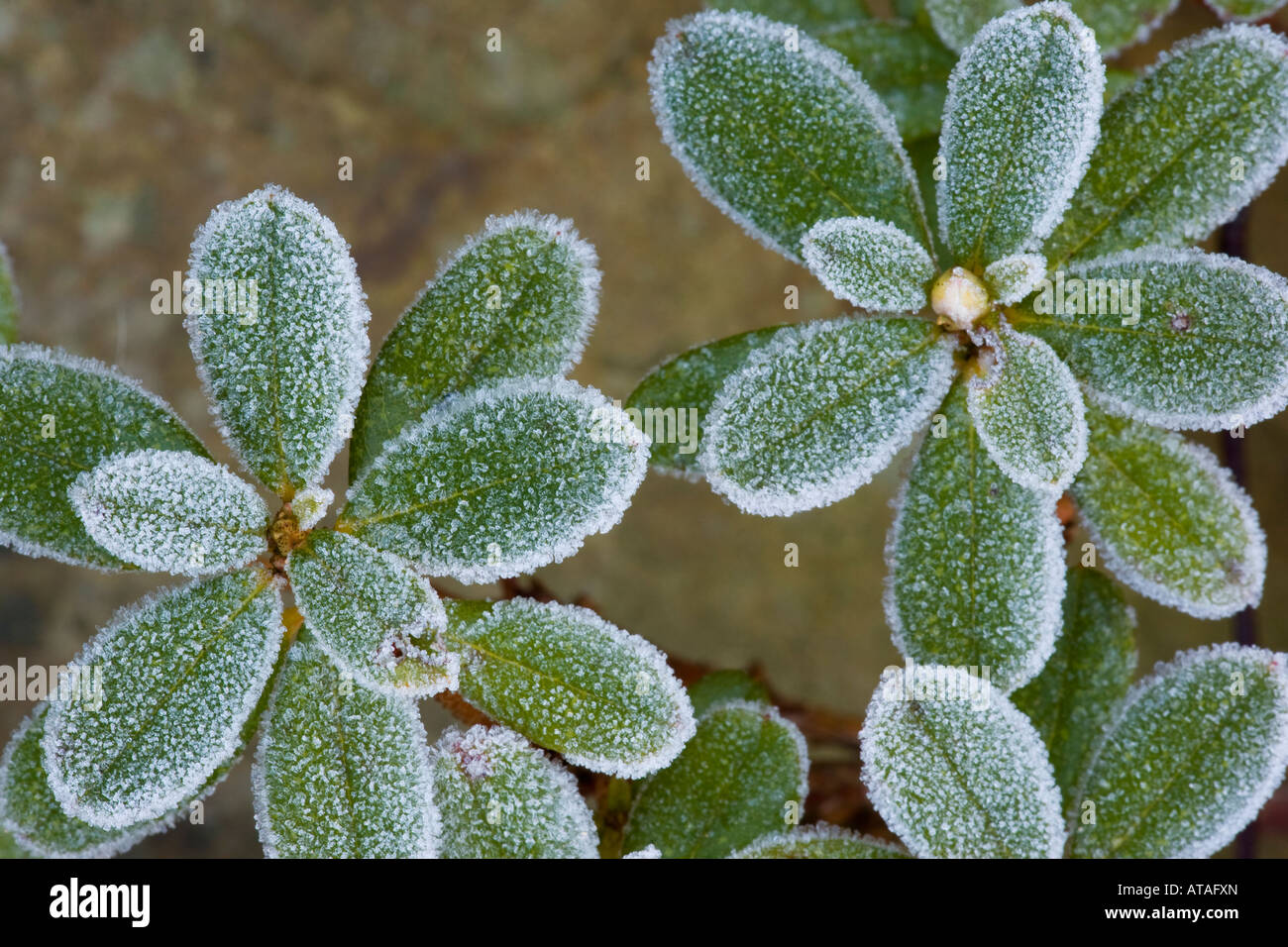 Frost on leaves of dwarf rhododendron plant Stock Photo