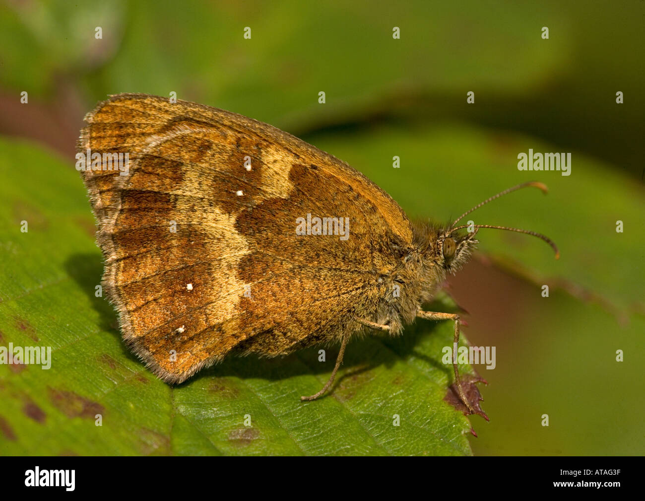 Hedge brown or gatekeeper butterfly Pyronia tithonus Stock Photo