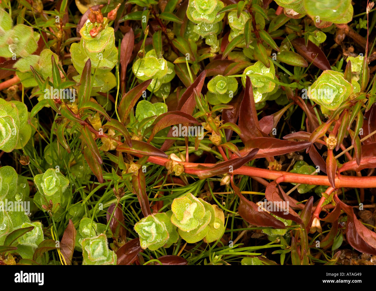 Hampshire purslane Rare wetland plant in UK growing in the New Forest Stock Photo
