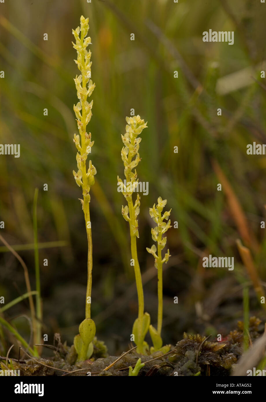 Bog orchid in a bog. Rare plant throughout Europe Stock Photo