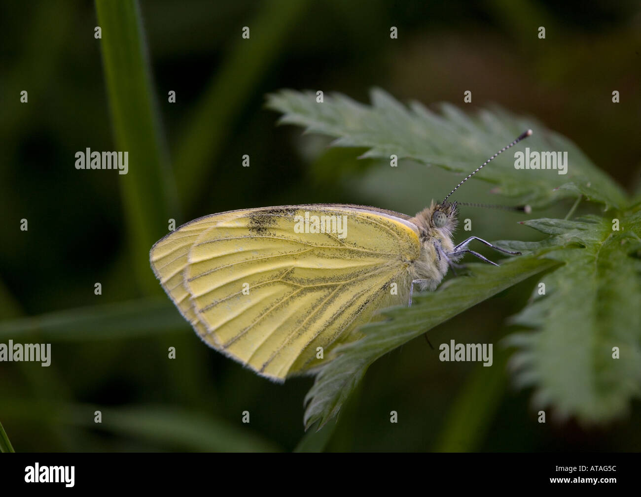 Green veined white Second brood summer generation female Stock Photo