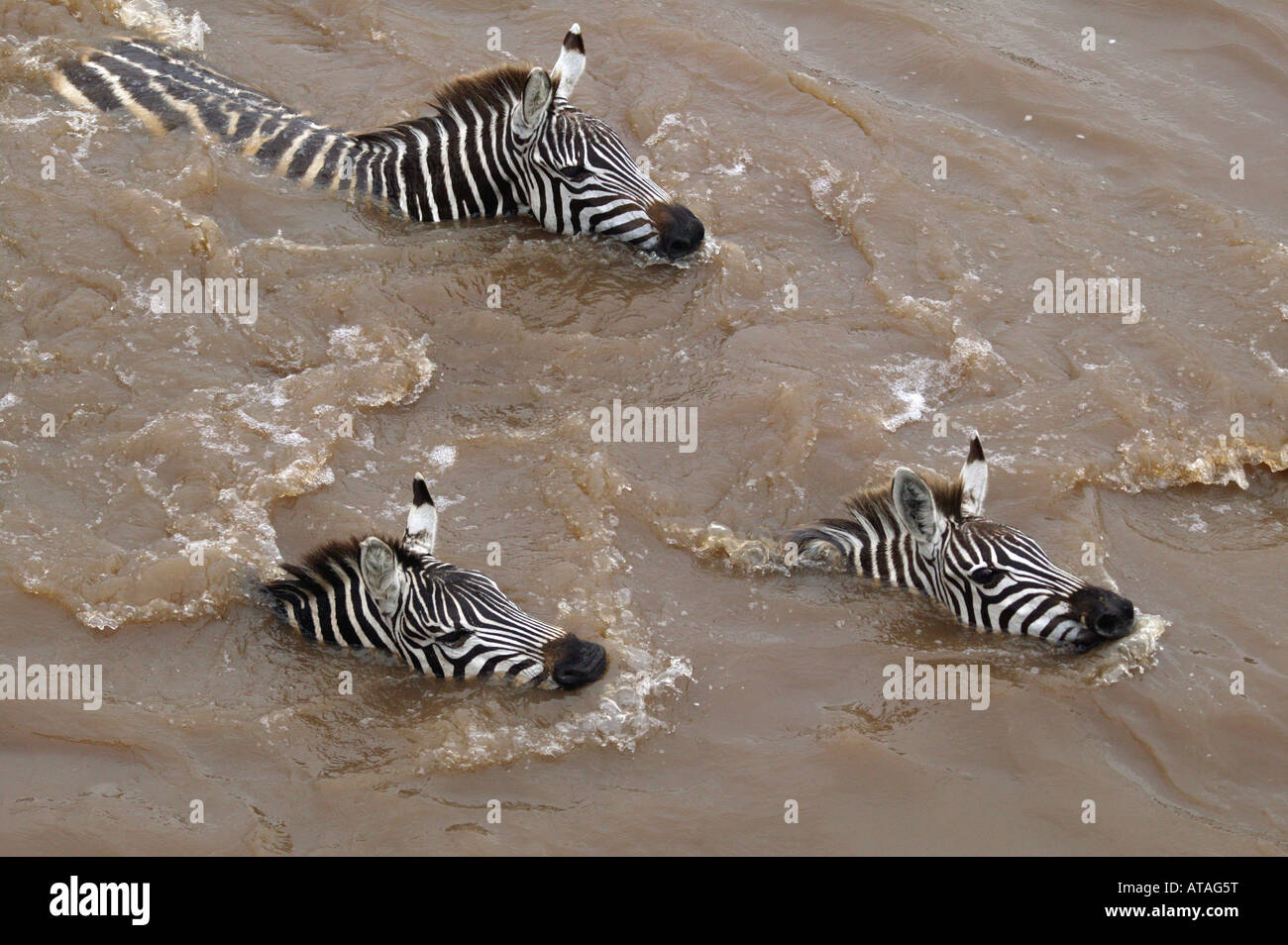 Swimming zebra in mara river hires stock photography and images Alamy