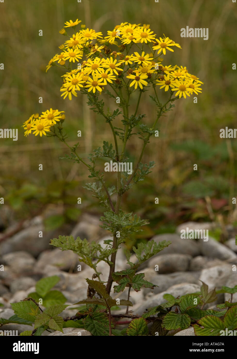 Common ragwort Widespread weed poisonous to stock Stock Photo - Alamy