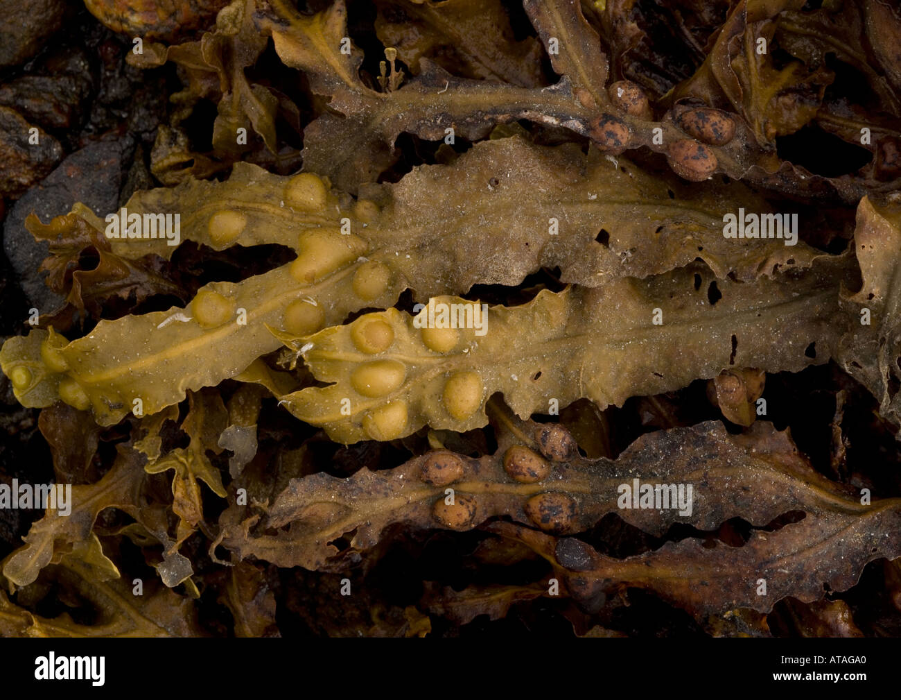 Bladder wrack Seaweed Stock Photo Alamy