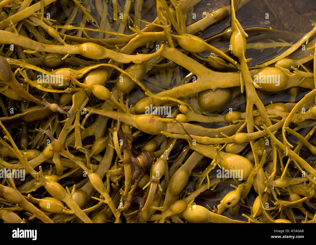 egg wrack in sheltered sea loch Loch Duich NW Scotland Low tide Stock Photo