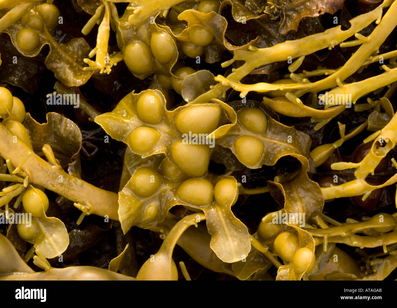 Bladder wrack Seaweed (Fucus vesiculosus) closeup Stock Photo Alamy
