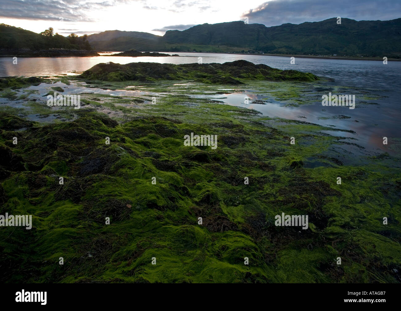 Loch Duich sea loch at low tide evening with masses of brown and green algae NW Scotland Stock Photo