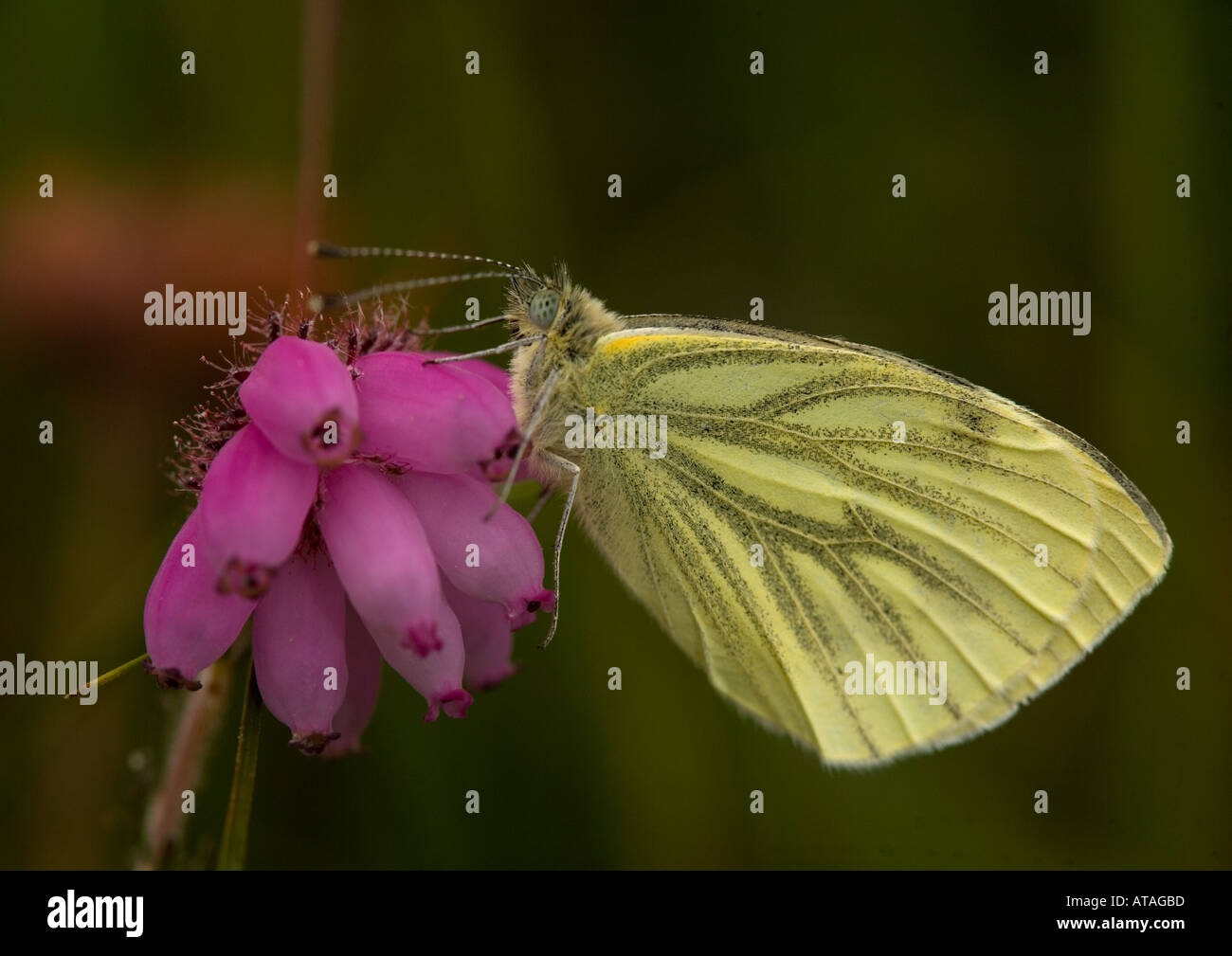 Green veined white Second brood summer generation Stock Photo