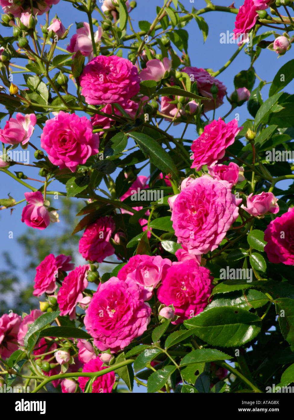 Rose (Rosa Paul Ploton Stock Photo - Alamy