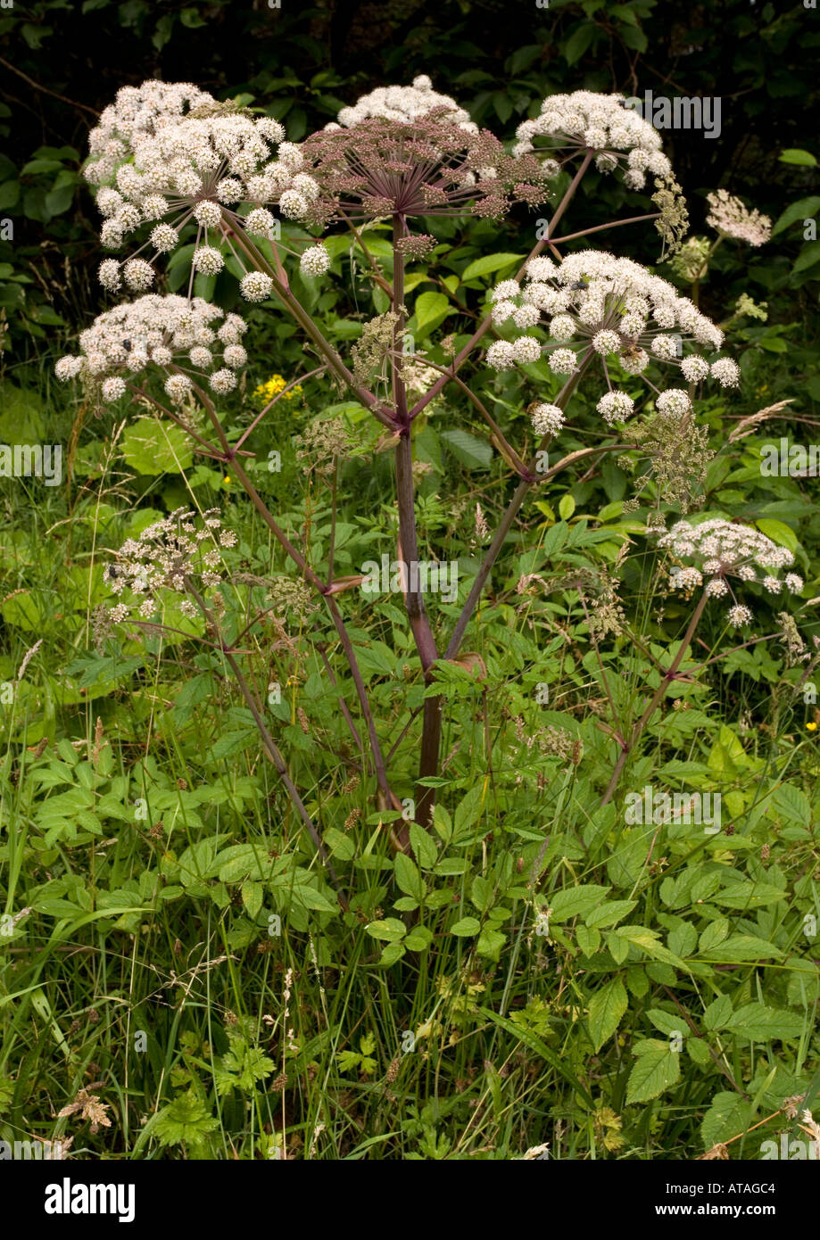 Wild angelica Good insect plant . Angelica sylvestris Stock Photo - Alamy