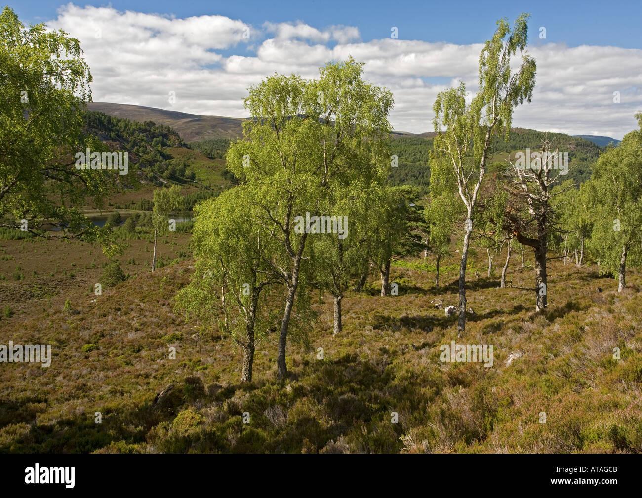 Old downy birch at upper edge of forest Rothiemurchus estate Cairngorms. Betula pubescens Stock Photo