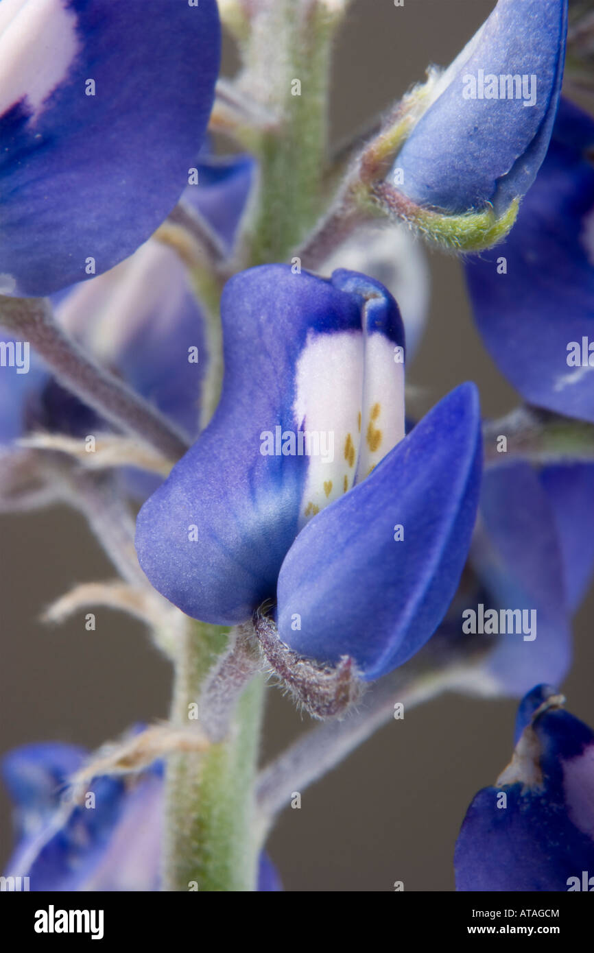 Close up photo of the Texas state flower the Bluebonnet Lupinus texensis Stock Photo