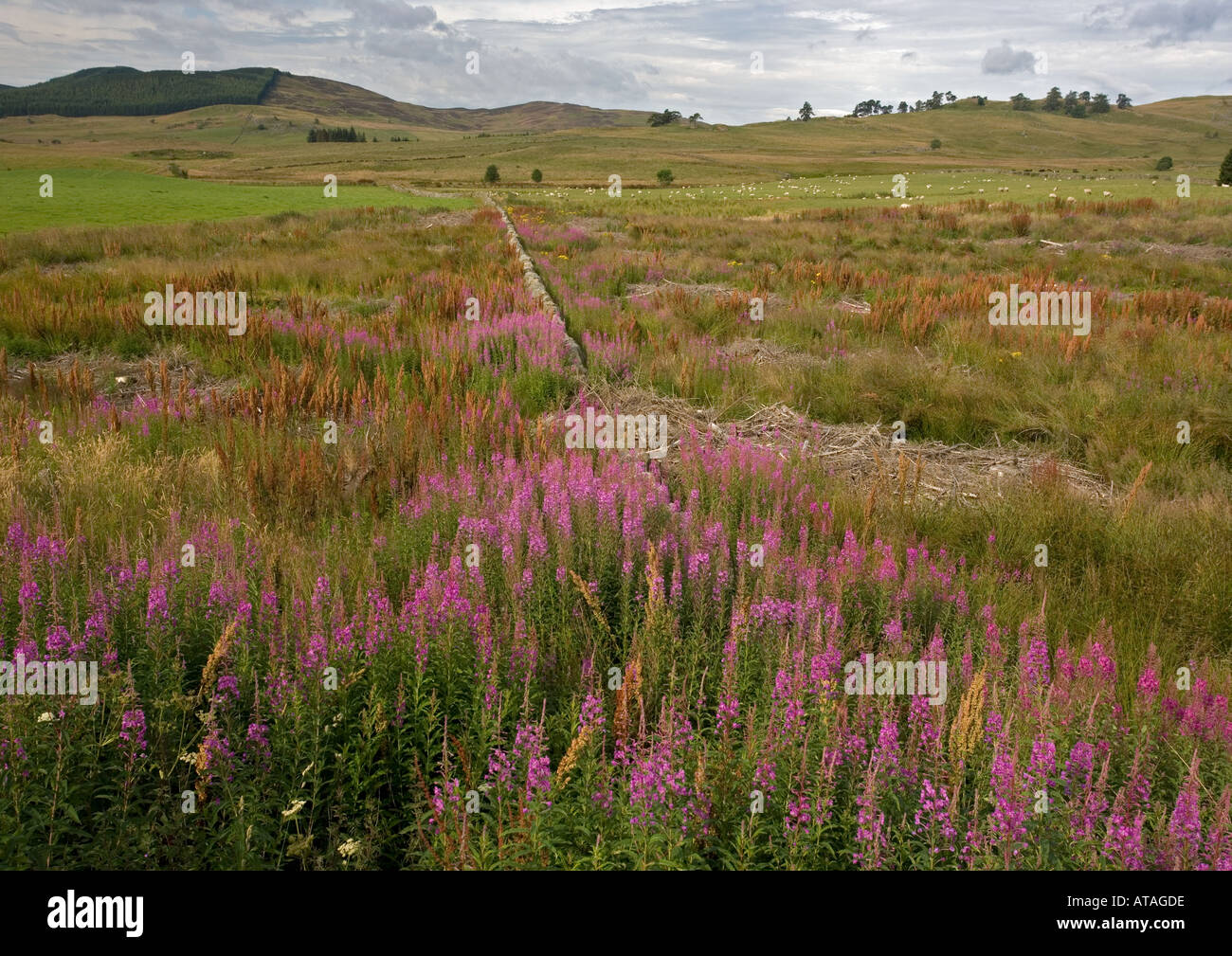 Rosebay willowherb en masse in fields near Glenshee Stock Photo