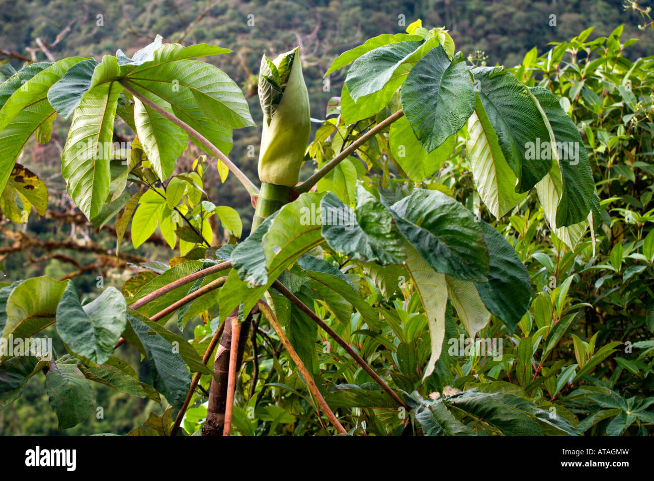 Leaf in Rainforest Stock Photo