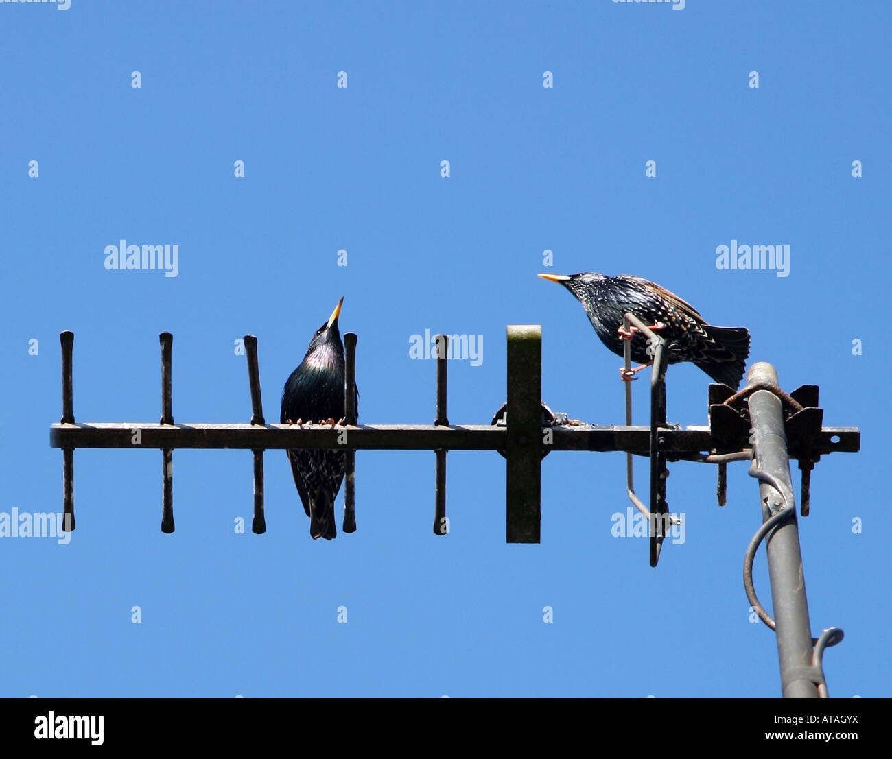 Birds on TV Aerial Stock Photo Alamy