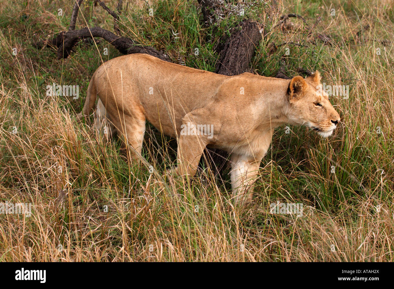 Lioness Panthera Leo Standing Watching Masai Mara, Kenya Stock Photo ...