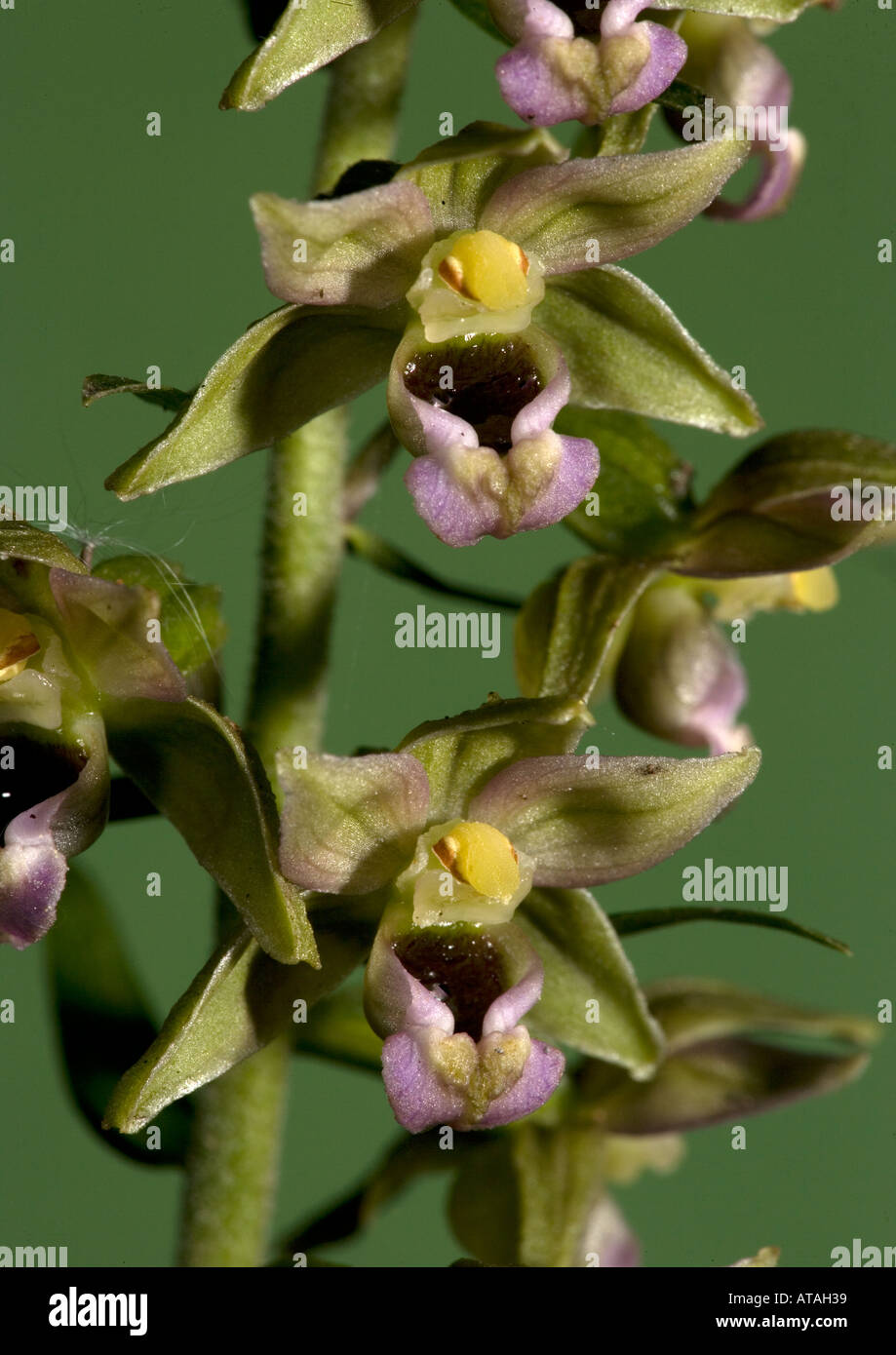 Broad leaved helleborine, orchid, Epipactis helleborine, Stock Photo