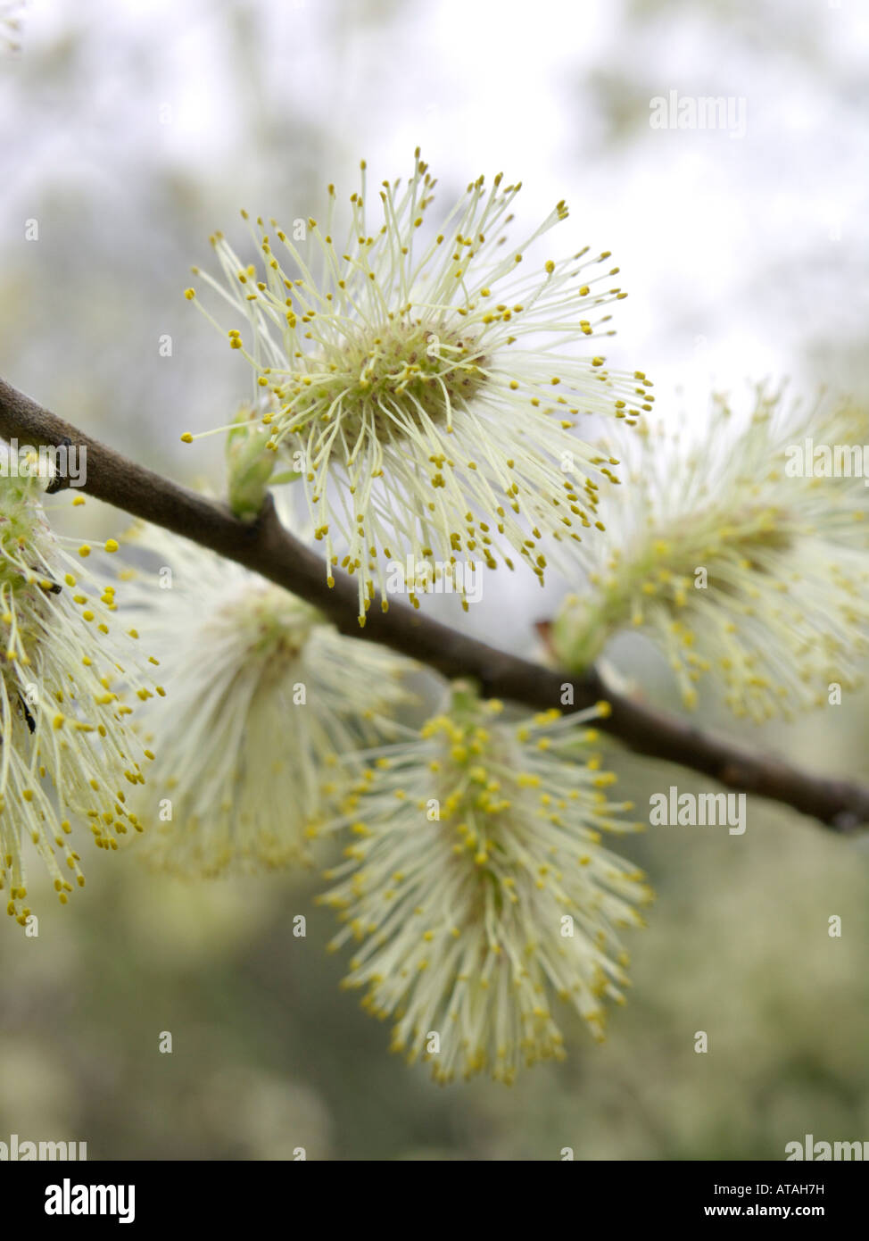 Eared willow (Salix aurita) Stock Photo