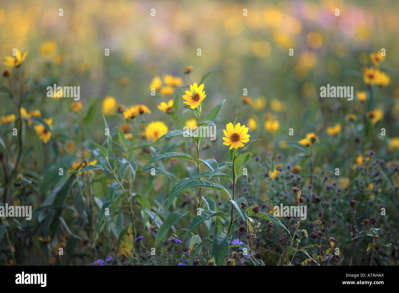 カシニョール 、【BUNCH OF FLOWERS IN MEADOW】 Flower (Forest Of Flowers ) Stock Photo, Picture and Royalty