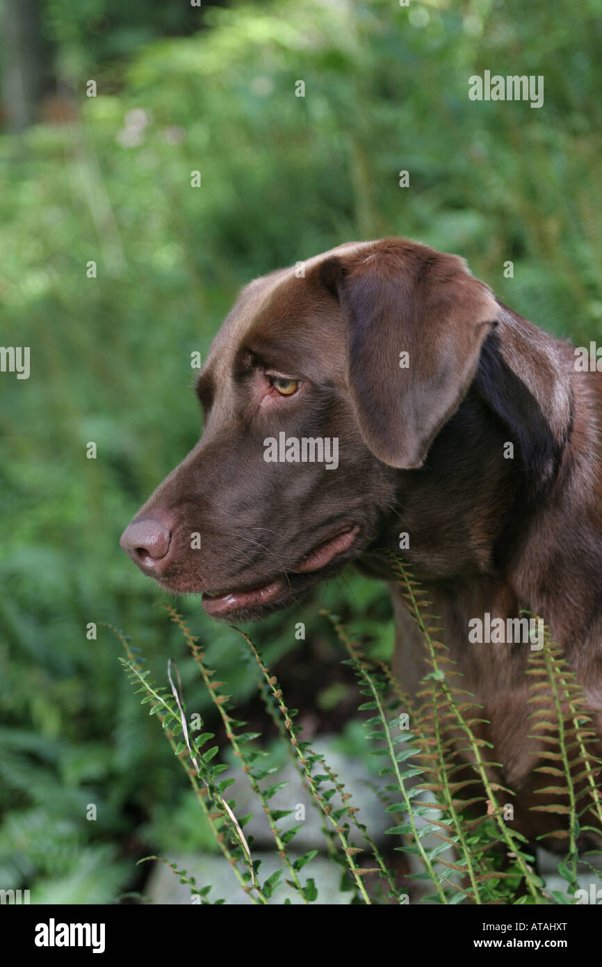 Labrador Retriever is one of several kinds of retriever and the