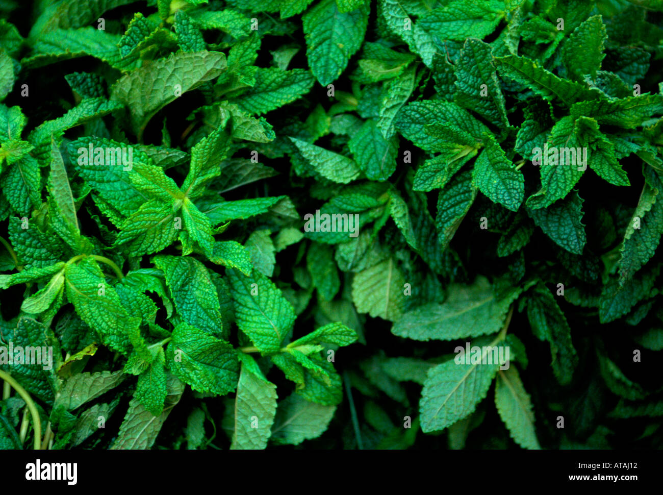 Moroccan Vendor Mint Vendor Selling Mint Shop Medina Fes El Bali City Of Fez Morocco Stock Photo Alamy