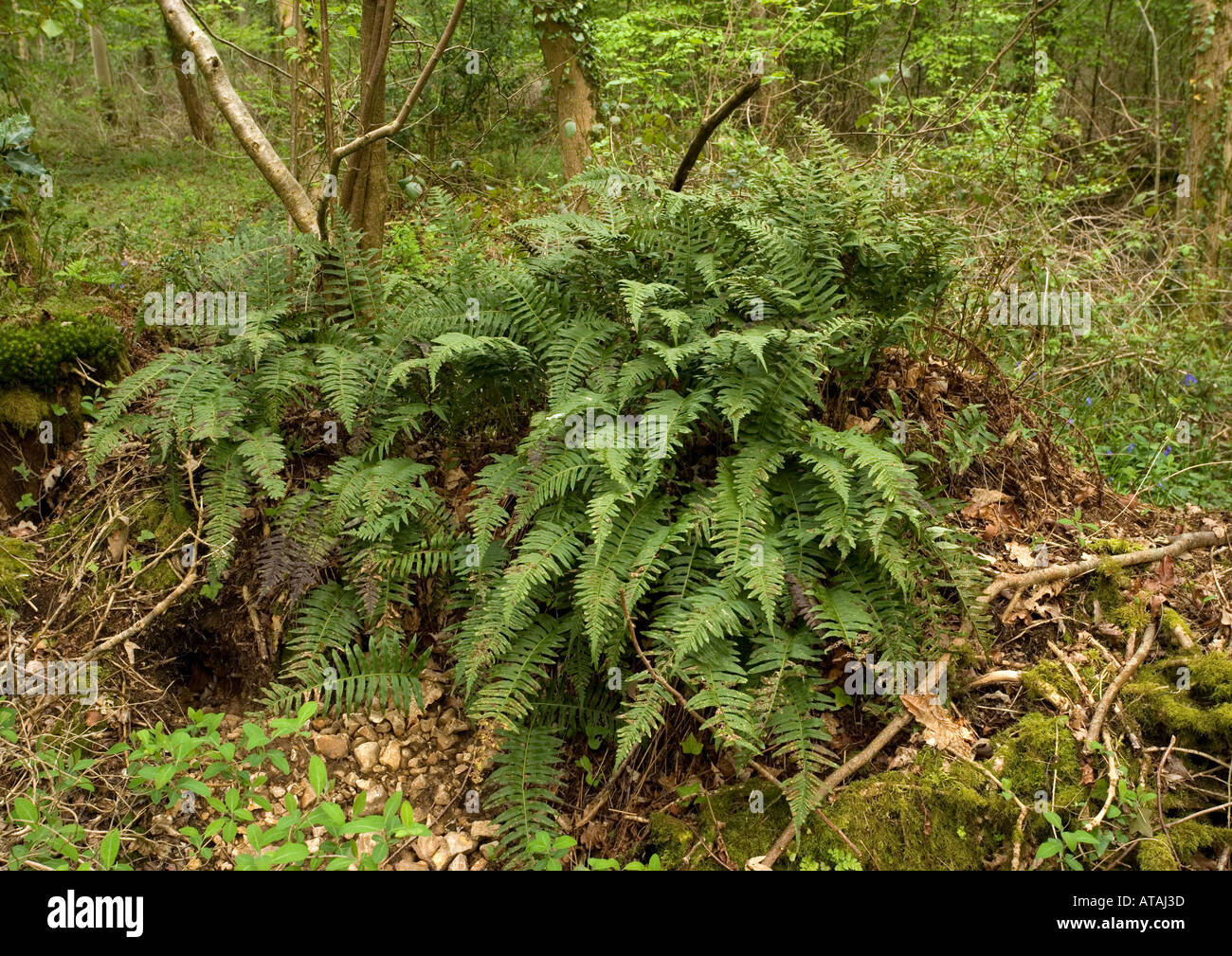 Intermediate polypody fern on old wood bank South Somerset. Polypodium interjectum. Stock Photo