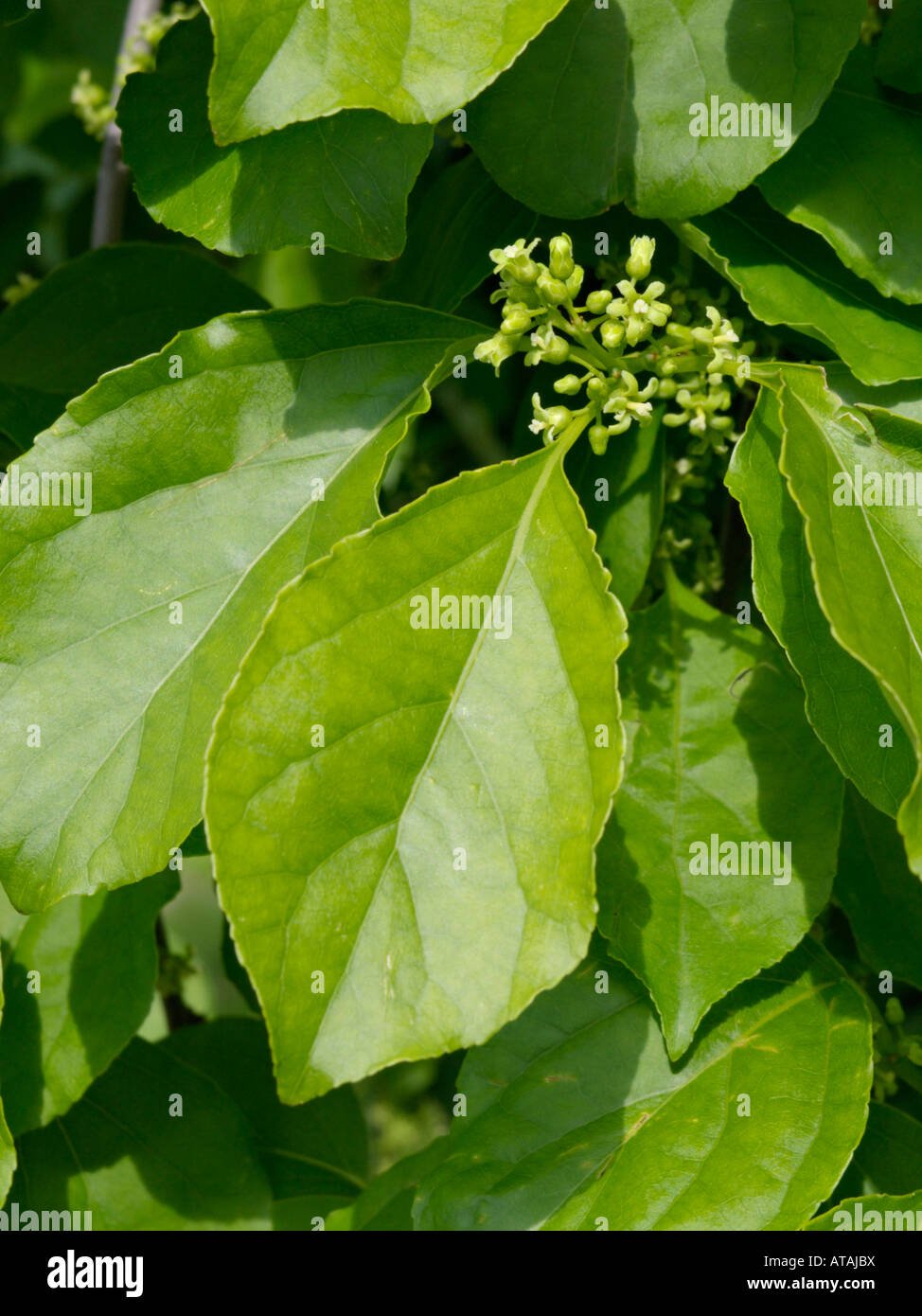 Oriental bittersweet hires stock photography and images Alamy