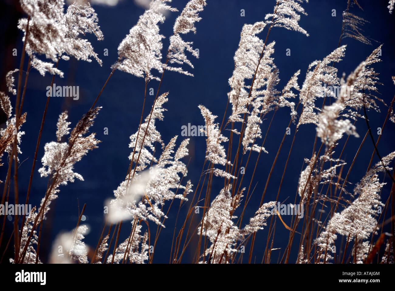 reed plants swaying in the wind backlight outside outdoors deep blue sky Stock Photo