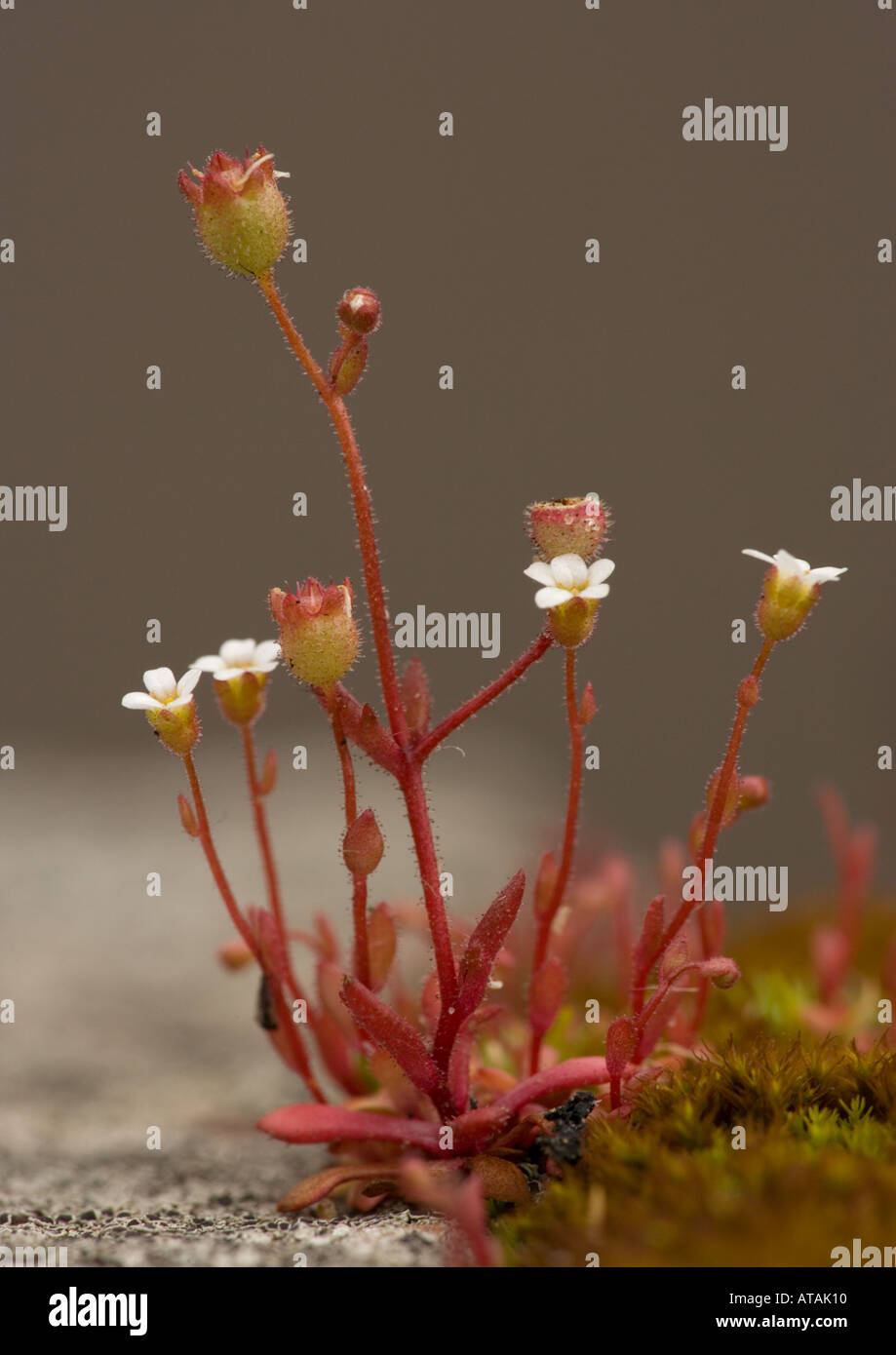 Rue-leaved saxifrage on old wall, Saxifraga tridactylites Stock Photo
