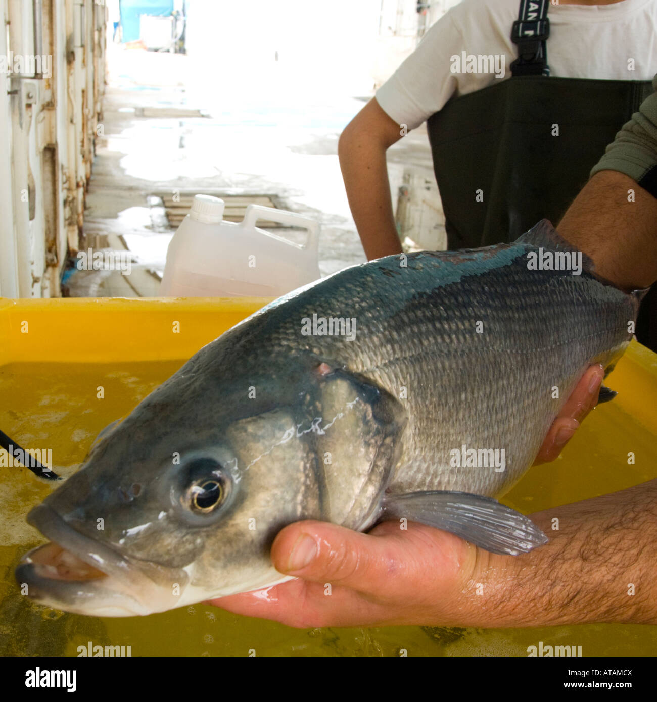 Israel Kibbutz Maagan Mikhael Fish Farm daily tasks Sea Bass reproduction female being checked for hormonal treatment Stock Photo