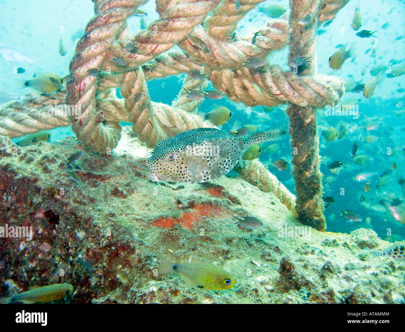 Boxfish on wreck February 4 2008, Boonsung wreck, Andaman sea, Thailand ...