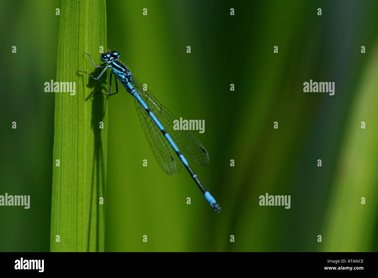 Blue damsel fly insect hi-res stock photography and images - Alamy