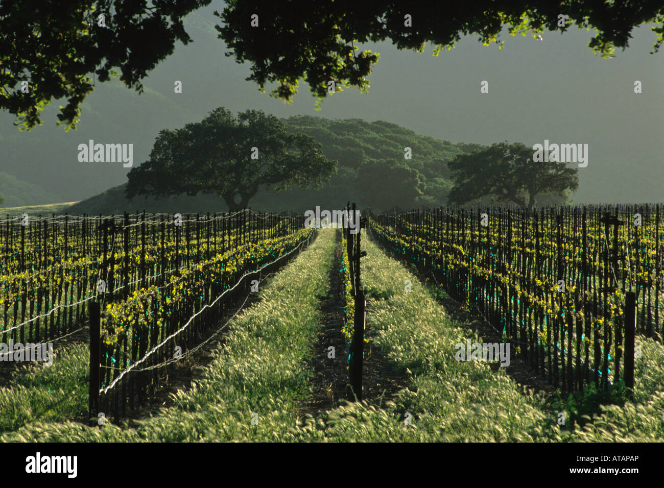 Vineyard in the foothills of the Sierra de Salinas near Soledad Monterey County California Stock Photo