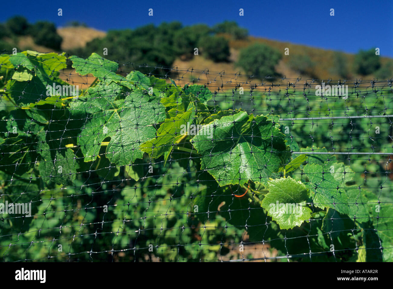 Protective netting over grape vines Galante Vineyards above Carmel Valley Monterey County California Stock Photo