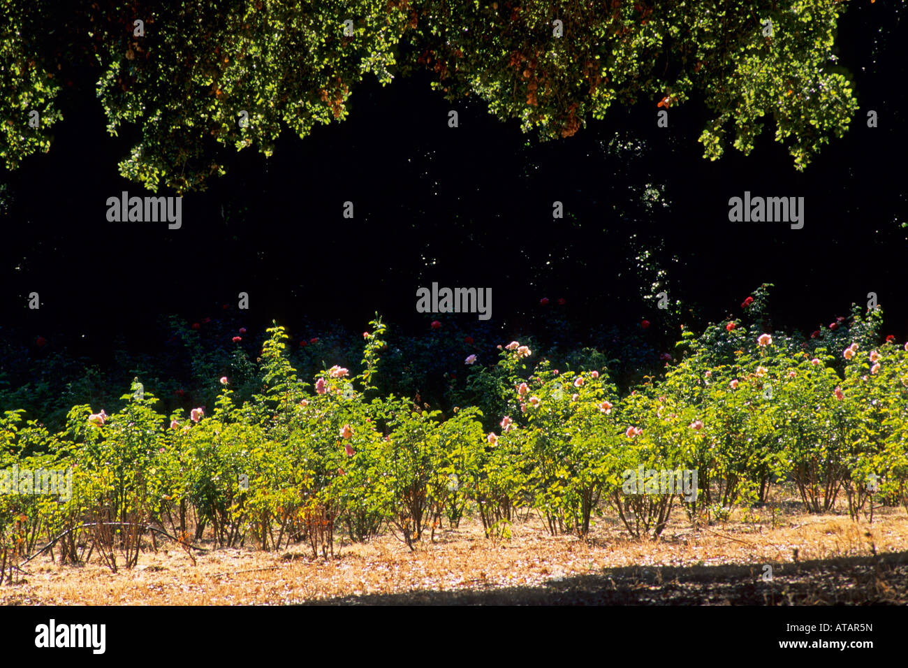 Rose Garden at Galante Vineyards above Carmel Valley Monterey County