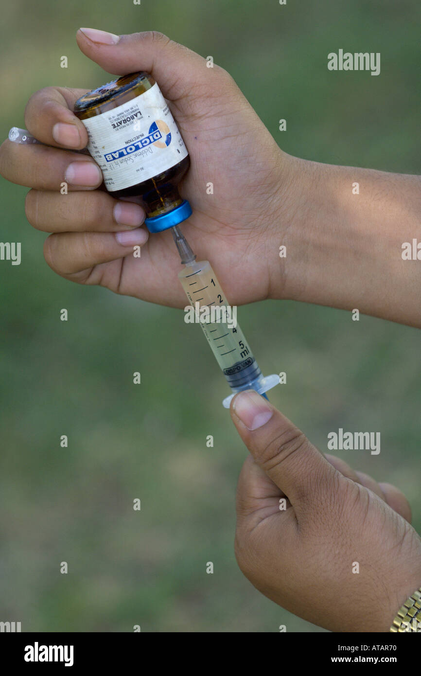 Indian veterinarian drawing a syringe of the anti inflammatory drug diclofenac Stock Photo