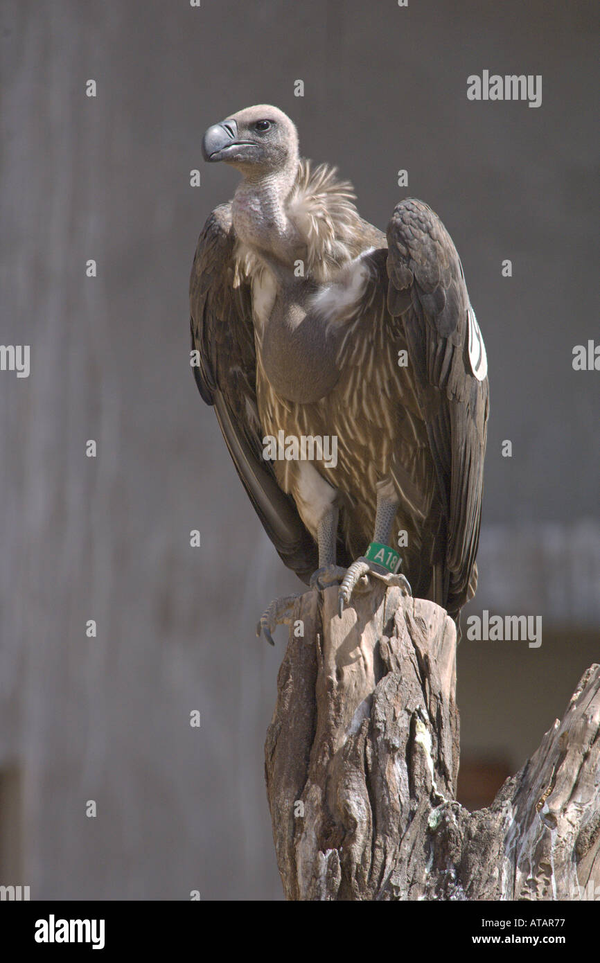 Indian white rumped vulture Gyps bengalensis juvenile with full crop perched in colony aviary India Stock Photo