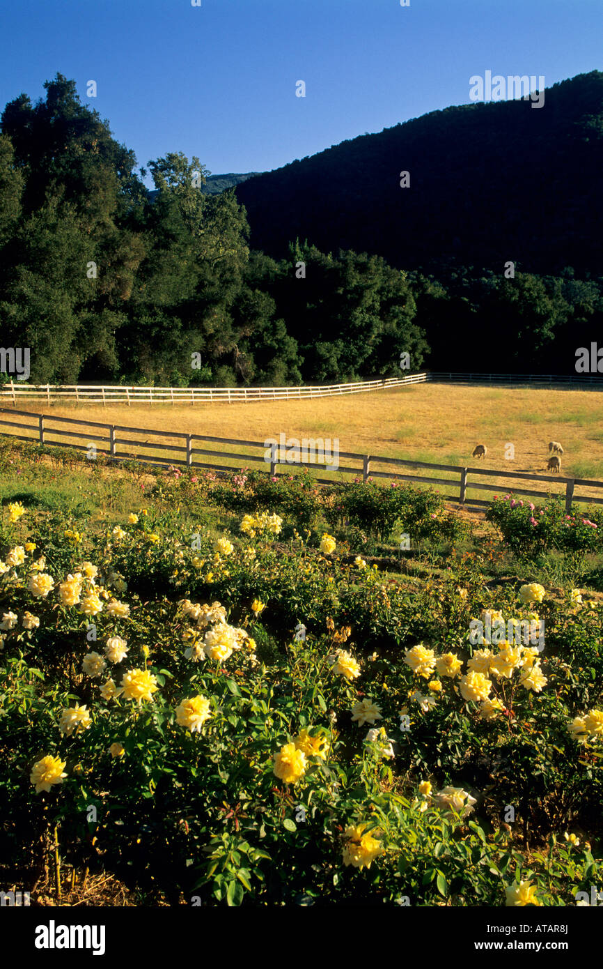 Rose garden at Galante Vineyards above Carmel Valley Monterey County