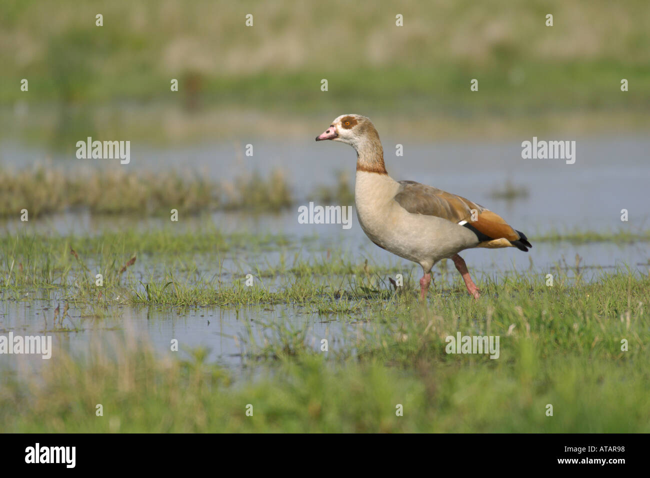 Egyptian goose Alopochen aegyptiacus spring adult on freshwater marsh Norfolk England UK May 2005 Stock Photo