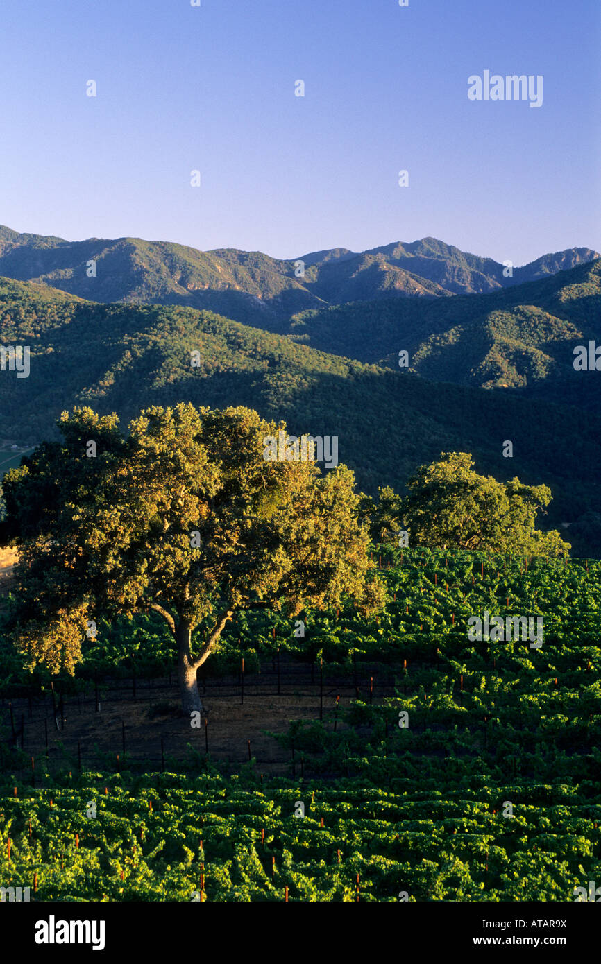 Oak tree at sunset in vineyard Galante Vineyards above Carmel Valley Monterey County California Stock Photo