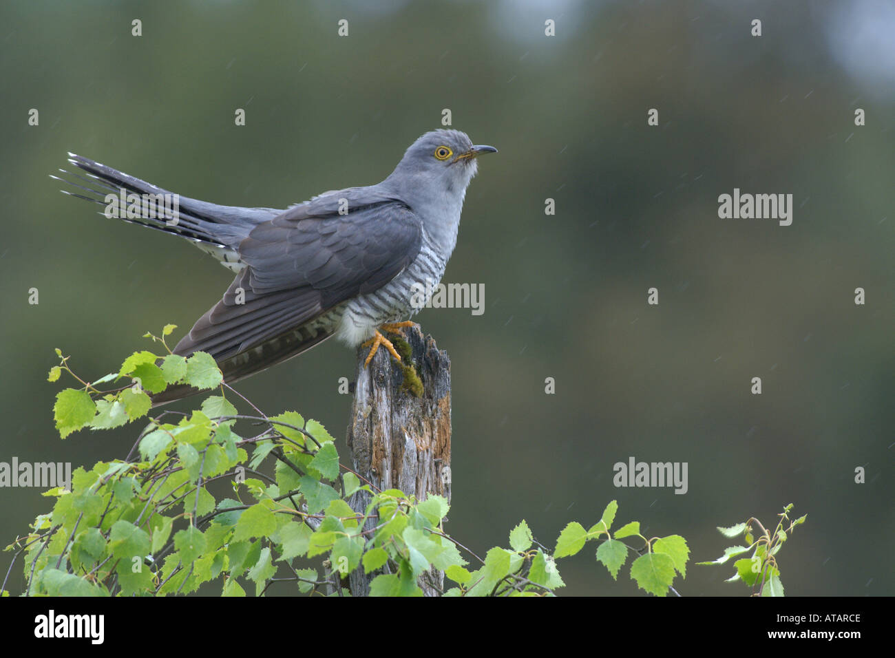 Cuckoo Cuculus canorus spring male in courtship display during rain shower Scotland Stock Photo