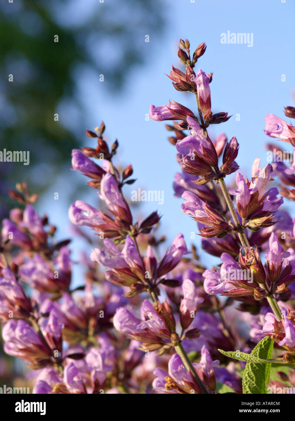 Common sage (Salvia officinalis) Stock Photo