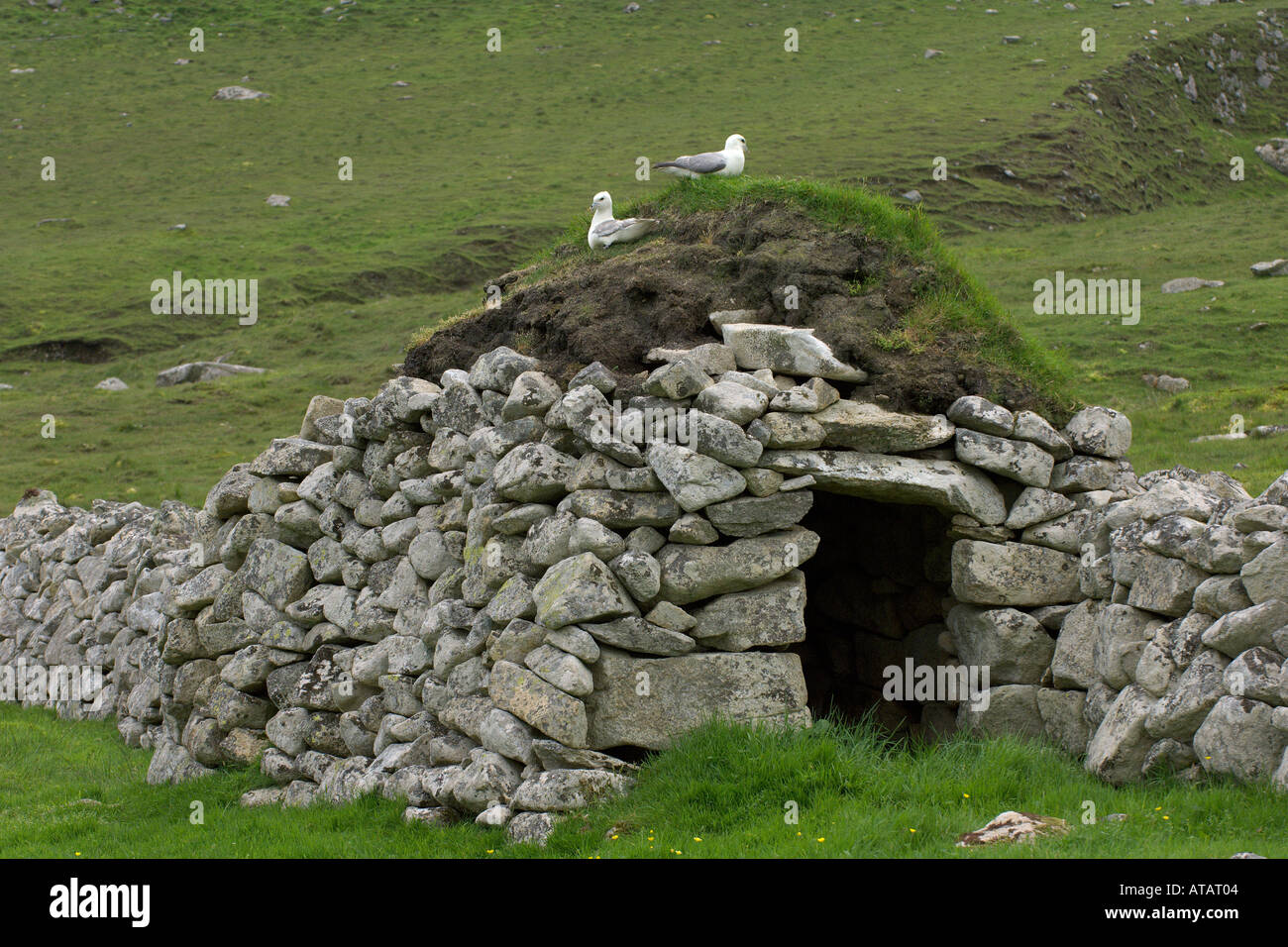 Northern fulmars Fulmarus glacialis nesting on stone cleit on the island of Hirta Saint Kilda Scotland June 2005 Stock Photo