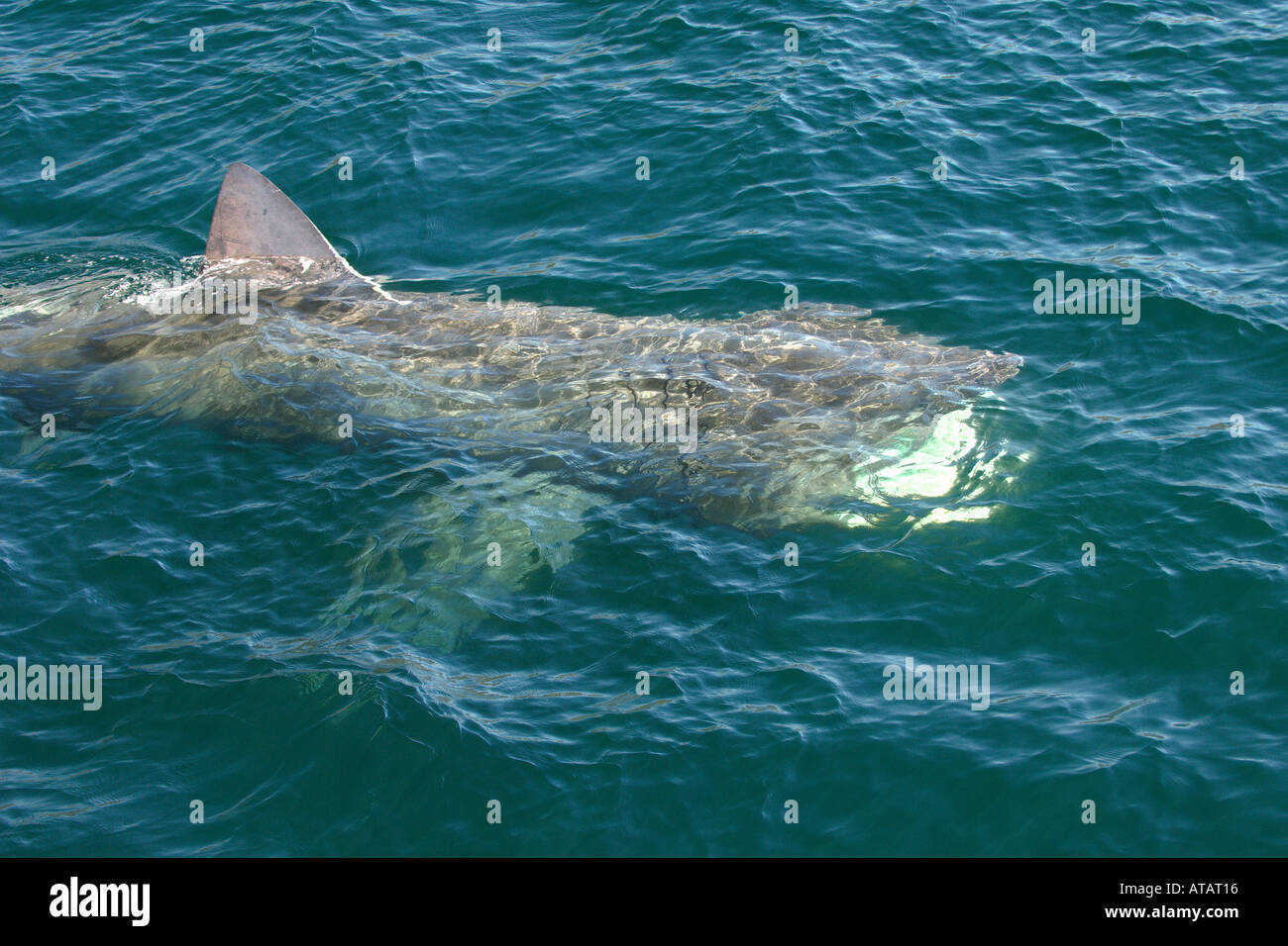 Haiflosse des Riesenhais Basking Shark Scotland, Oban - Foto 303714 auf